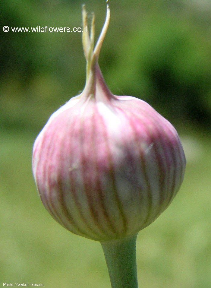 Allium carmeli